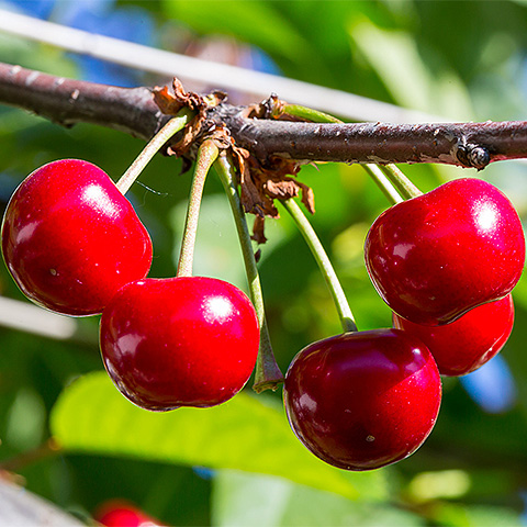 Big red cherry two