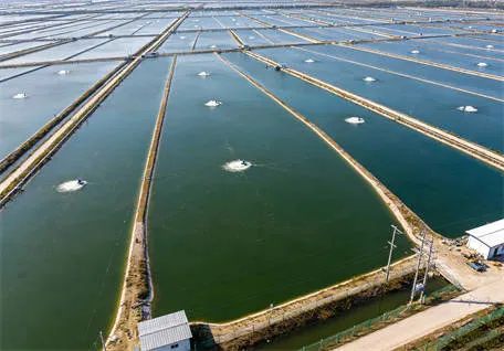 Vietnam Mekong Delta Tilapia Aquaculture Oxygenation Equipme